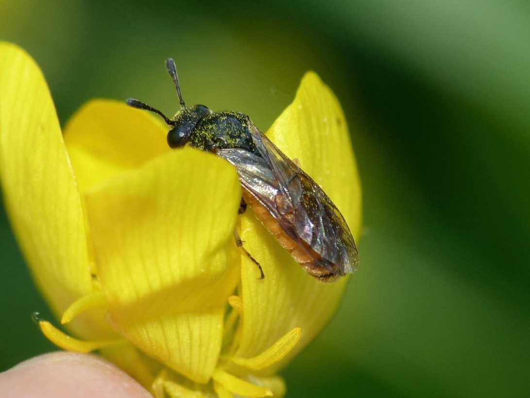 Corynis crassicornis e panoramica sui Cimbicidae nel forum